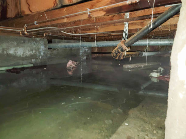 Best Mold removal after water damage  in Maple Valley, WA